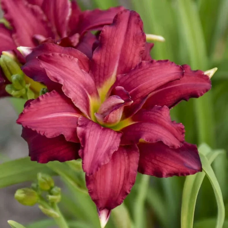 Daylily