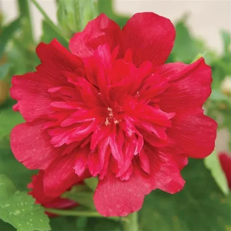 Hollyhock