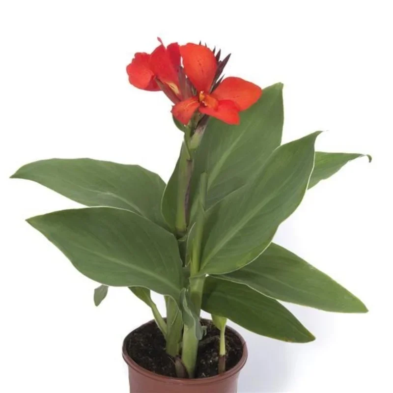 Canna Lily