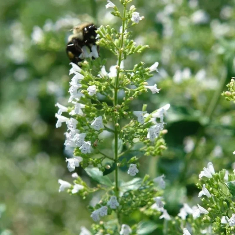 Calamint, Lesser Calamint
