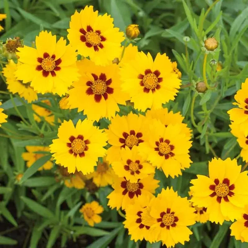Tickseed