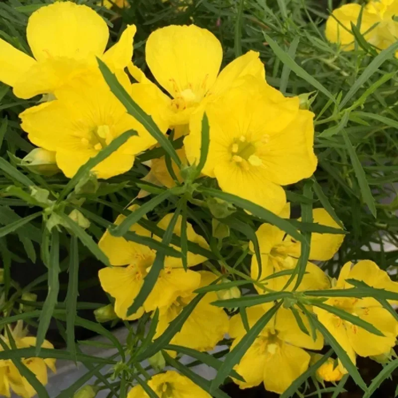 Sundrops