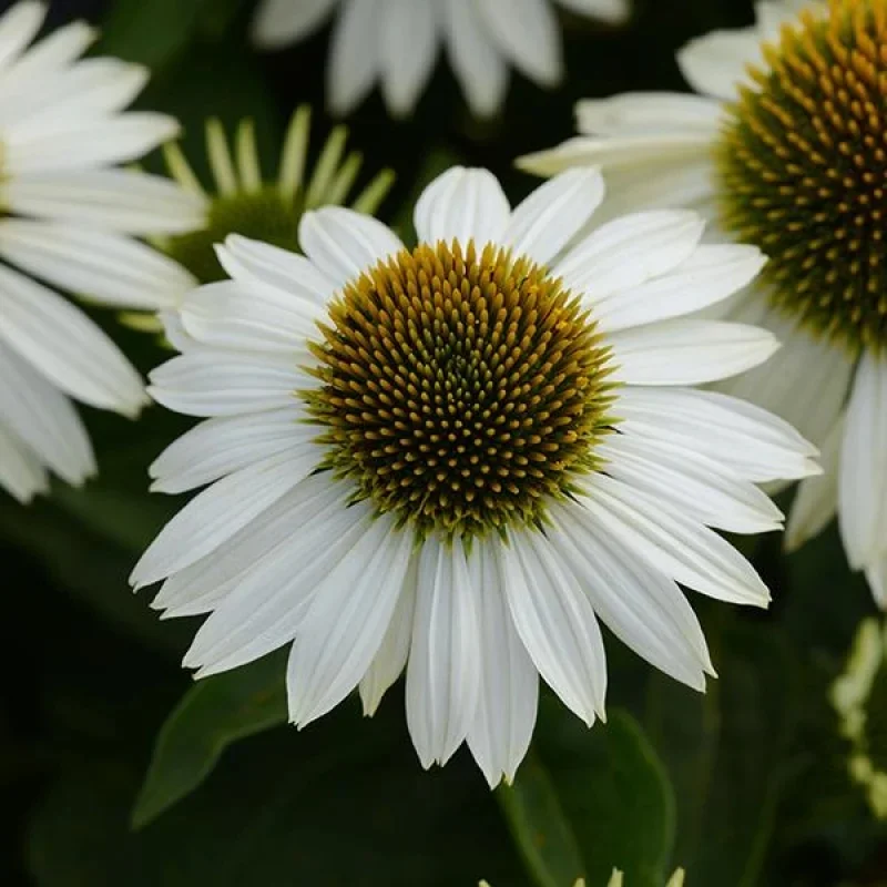 Coneflower
