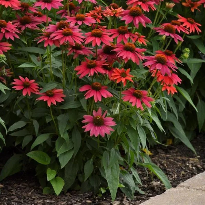 Coneflower