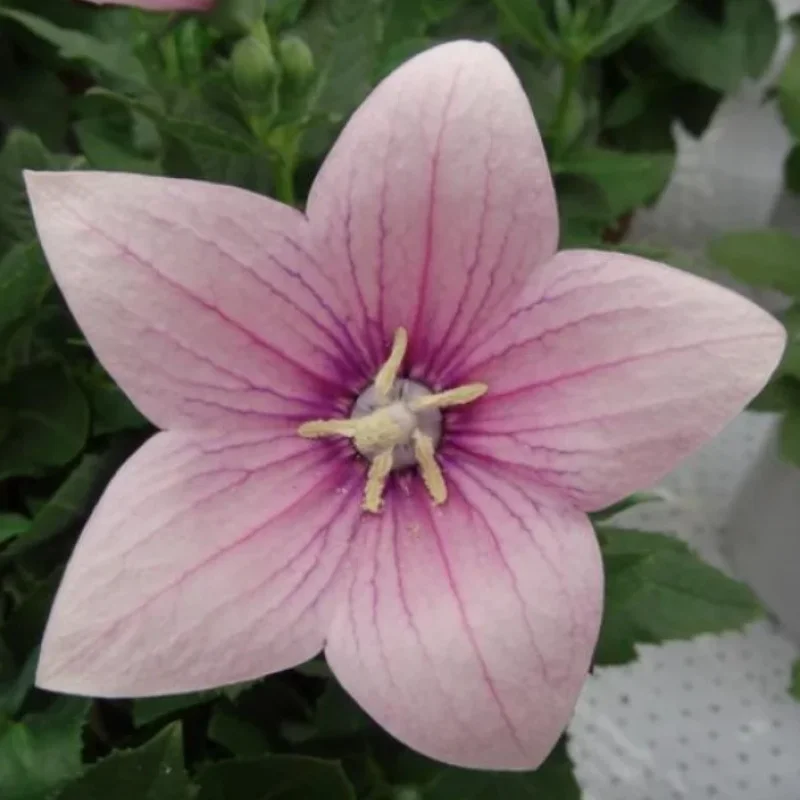 Balloon Flower