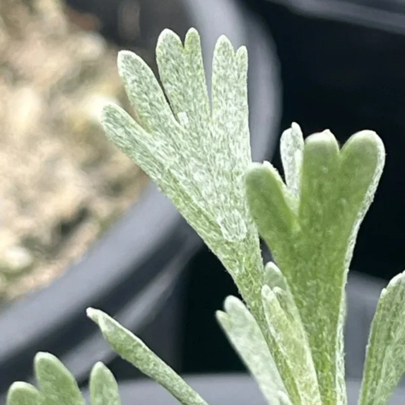 Black Sagebrush