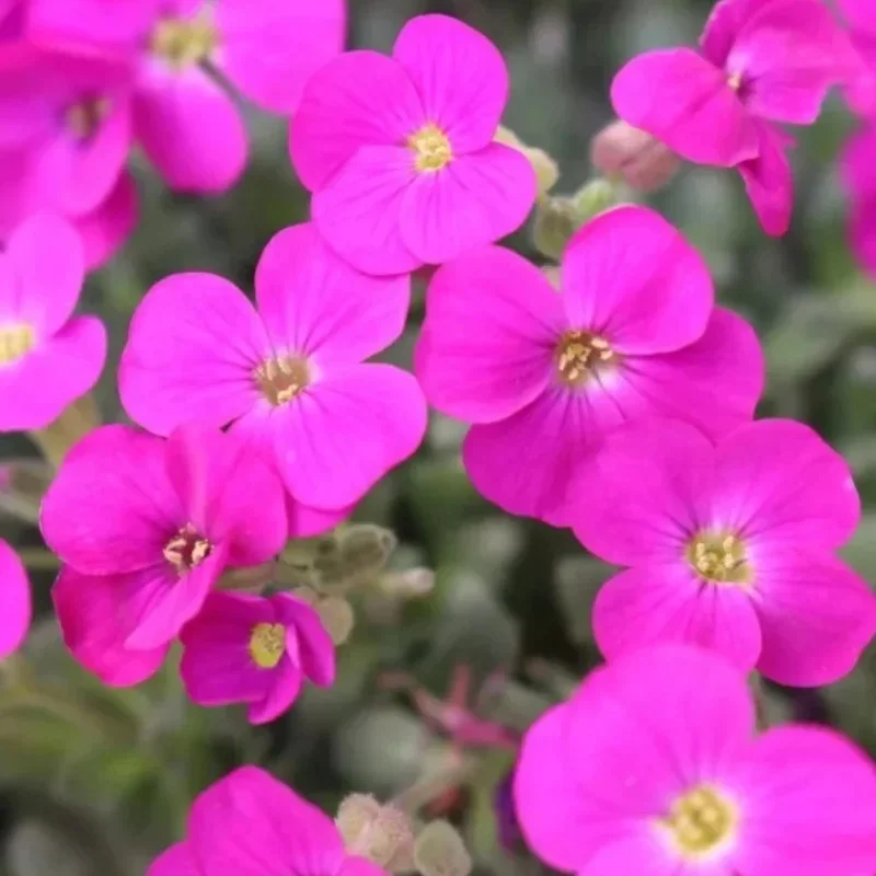 Rockcress