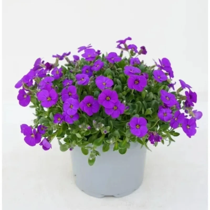 Rockcress
