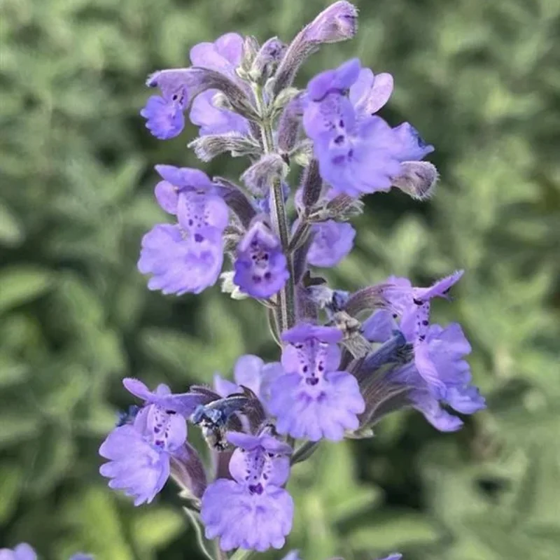 Catmint