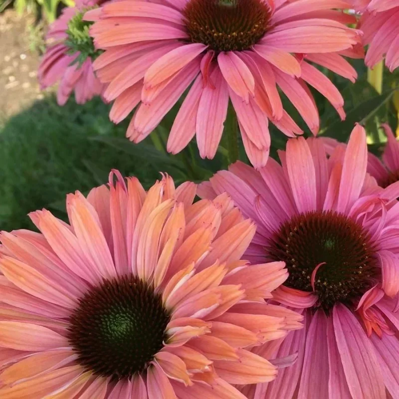Coneflower