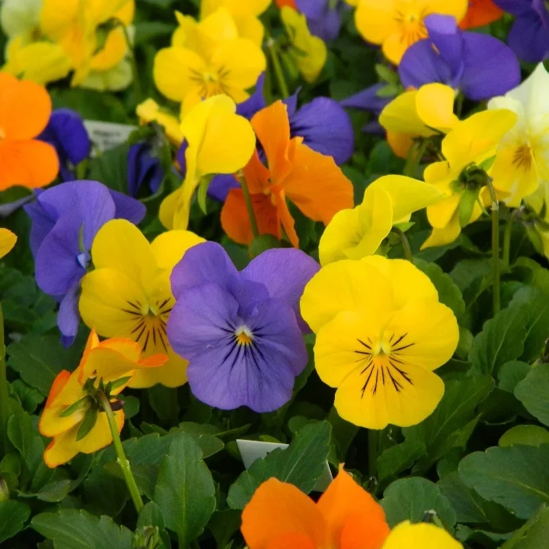 Horned Violet