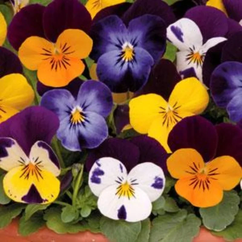 Horned Violet