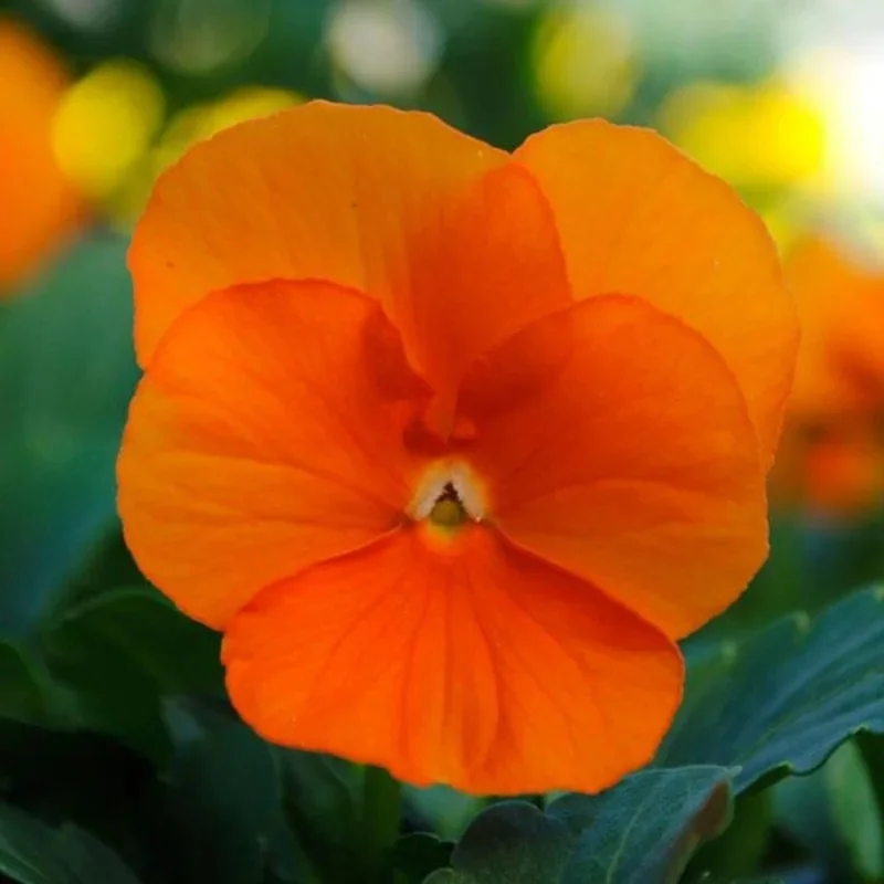 Horned Violet