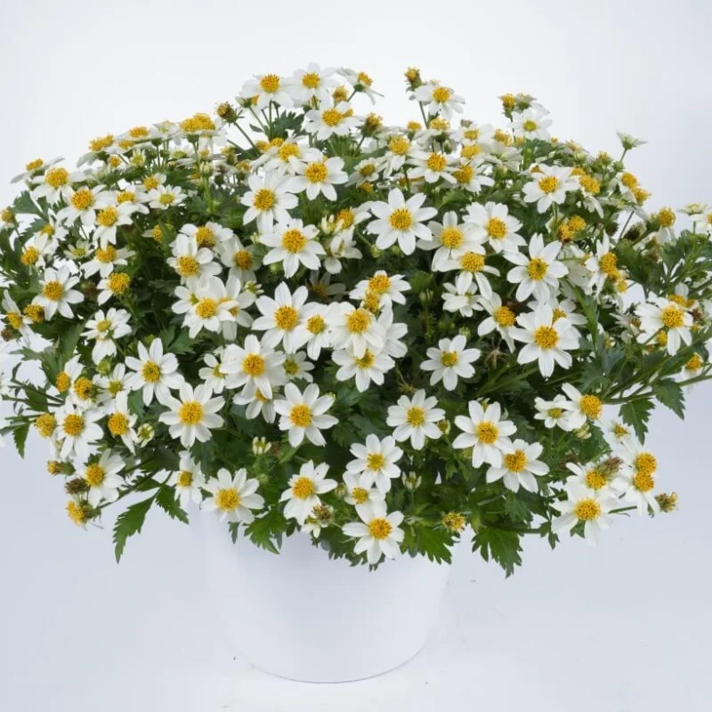 Tickseed