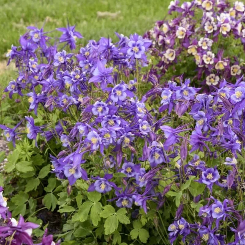 Columbine