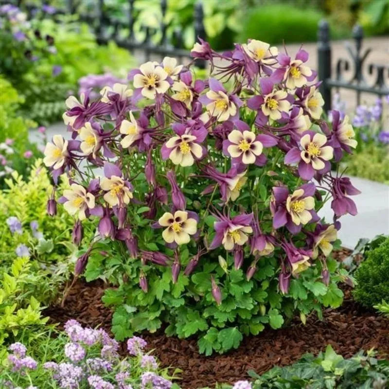 Columbine
