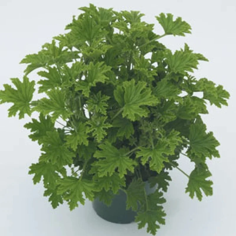 Scented Geranium