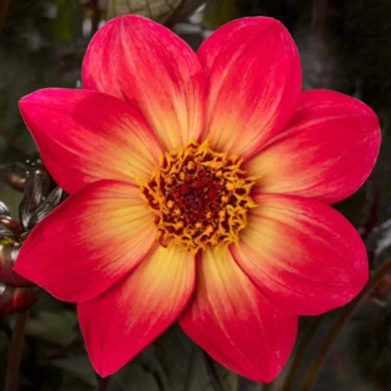 Single-flower Dahlia