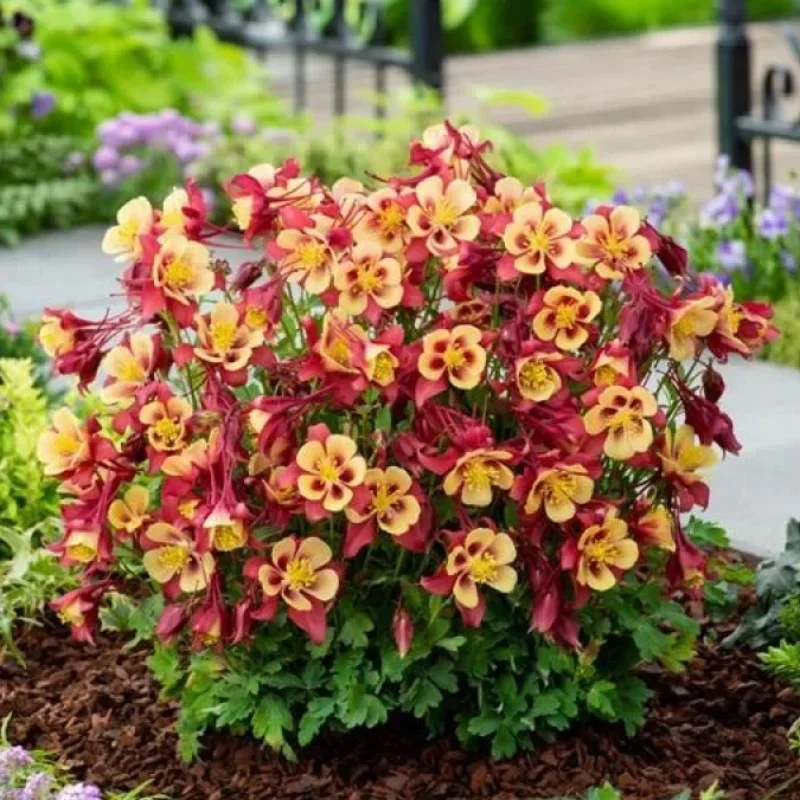 Columbine