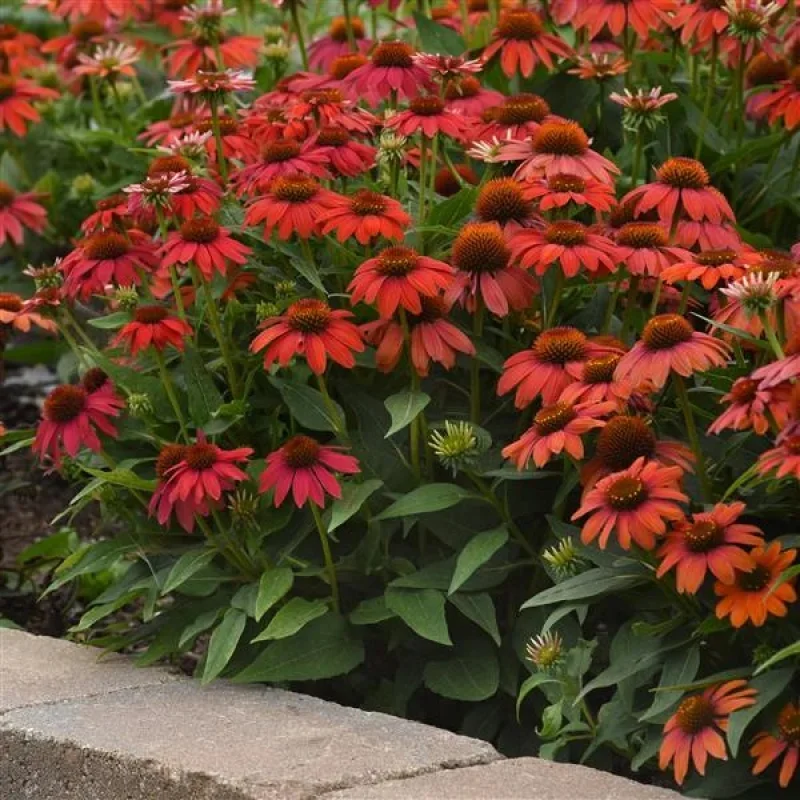 Coneflower