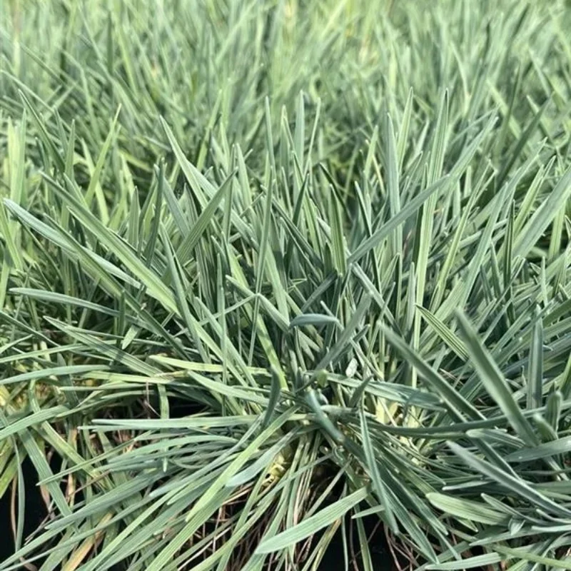 Hair Grass