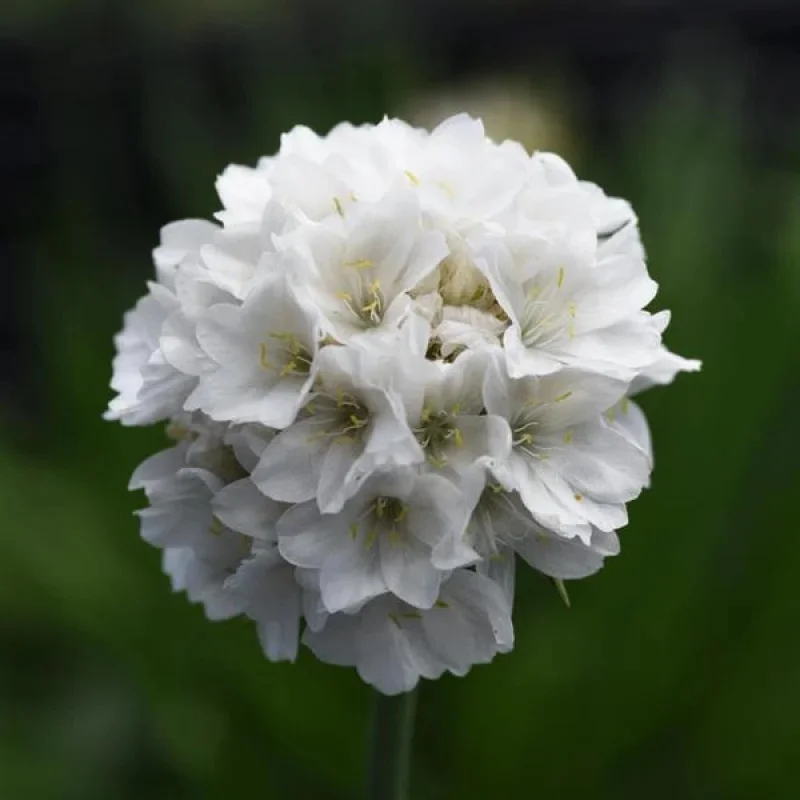 Thrift
