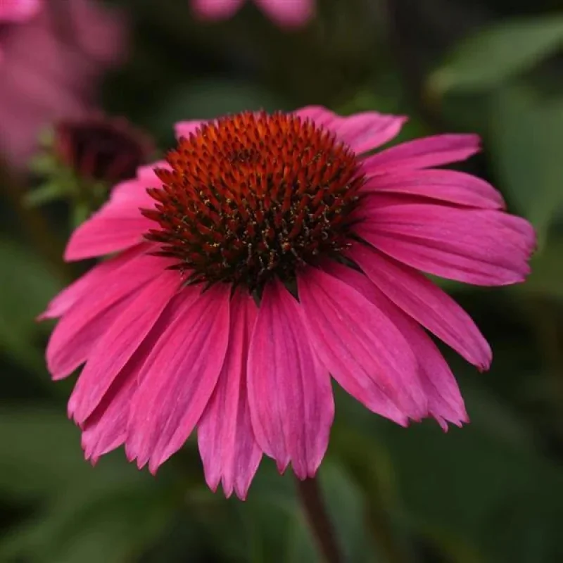 Coneflower