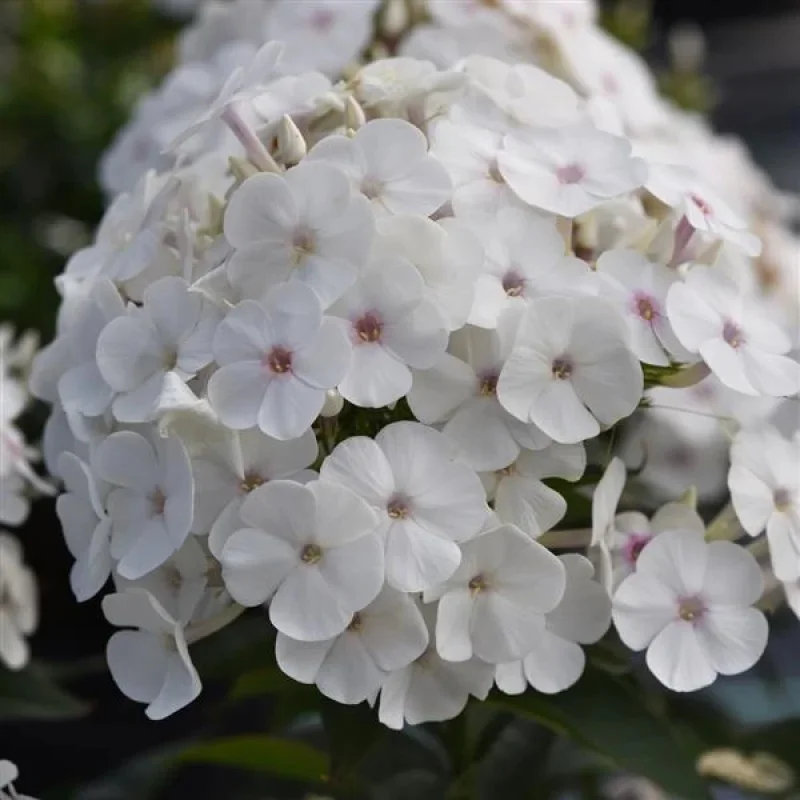 Garden Phlox