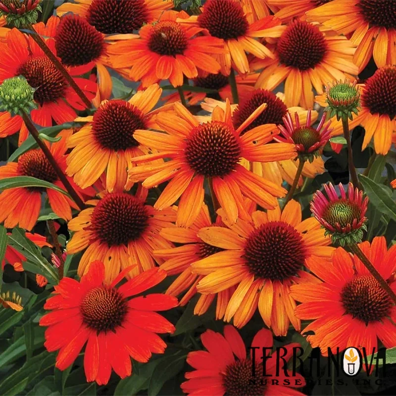 Coneflower