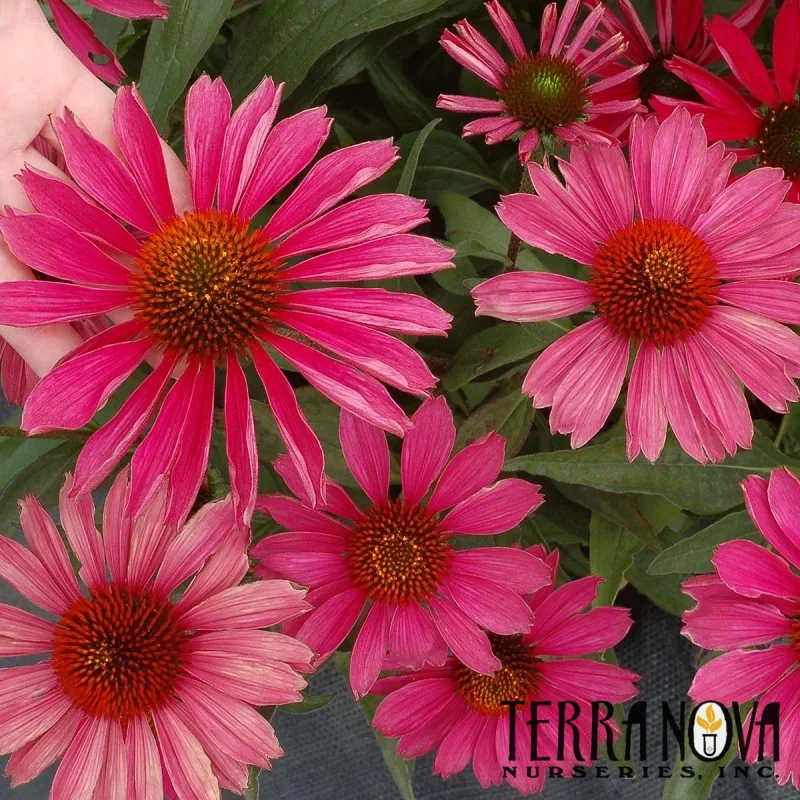 Coneflower