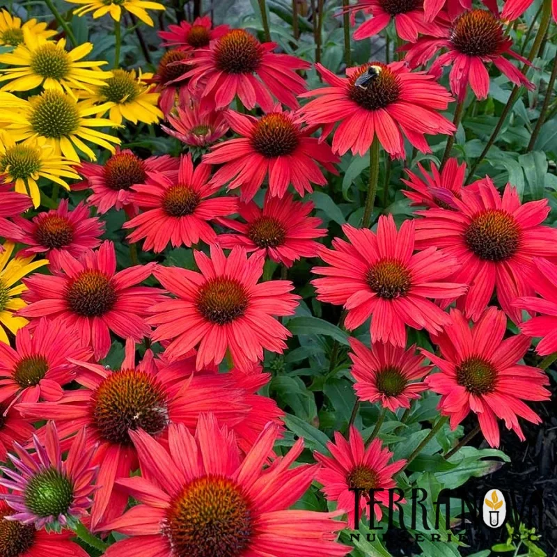Coneflower