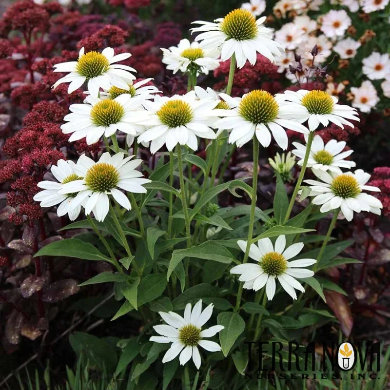 Coneflower