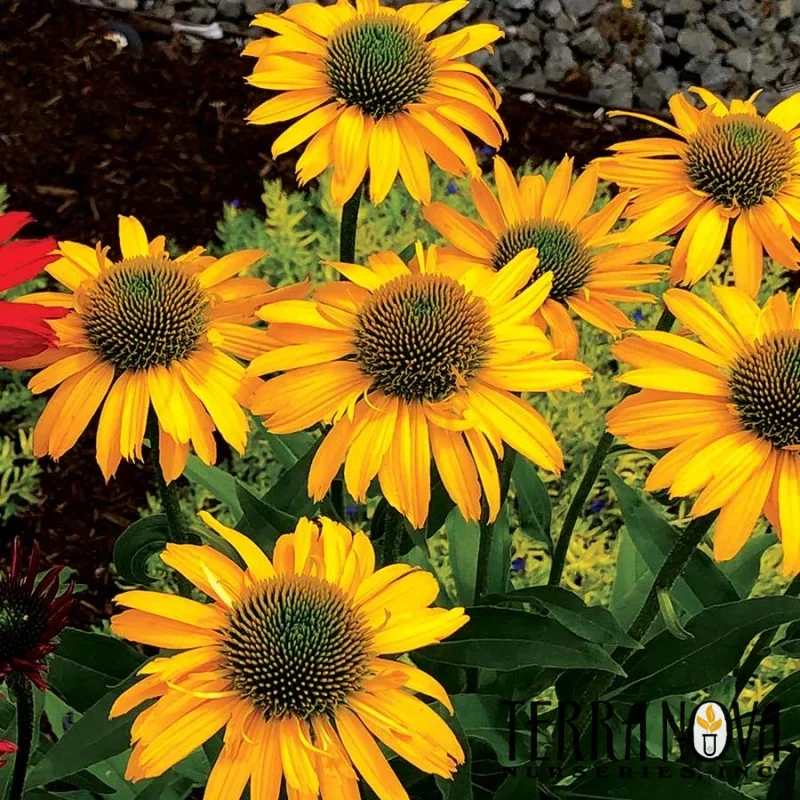Coneflower