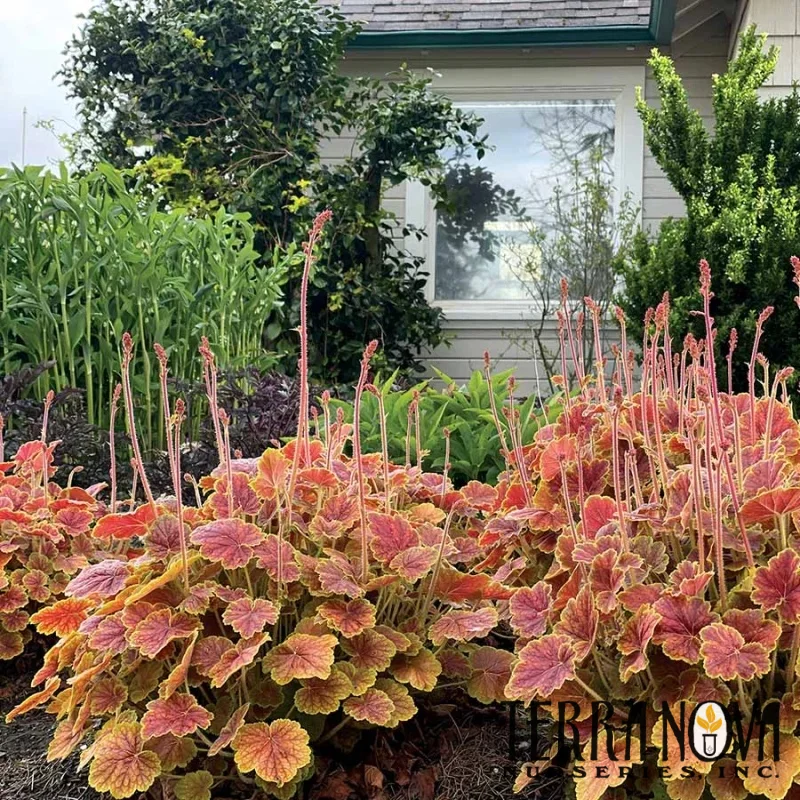 Coral Bells