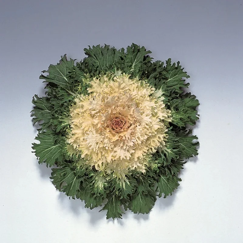 Flowering Kale