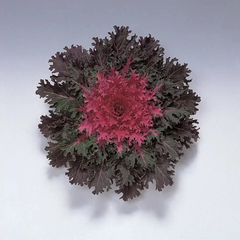 Flowering Kale