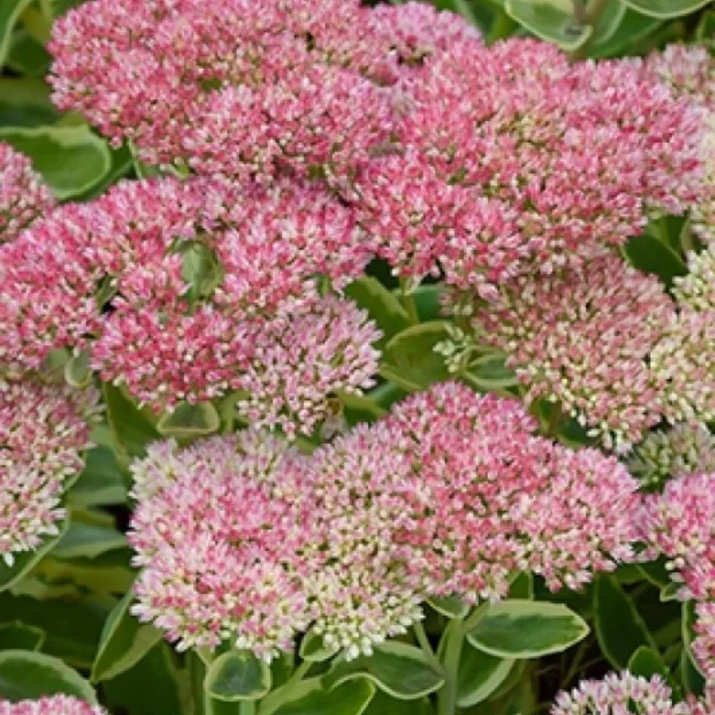 Stonecrop