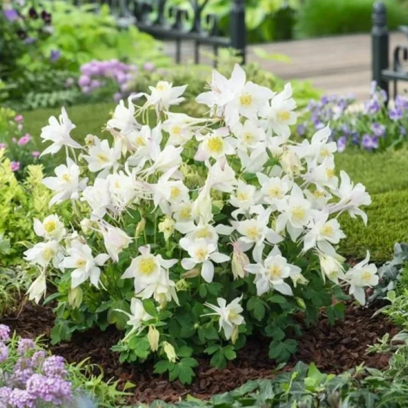 Columbine