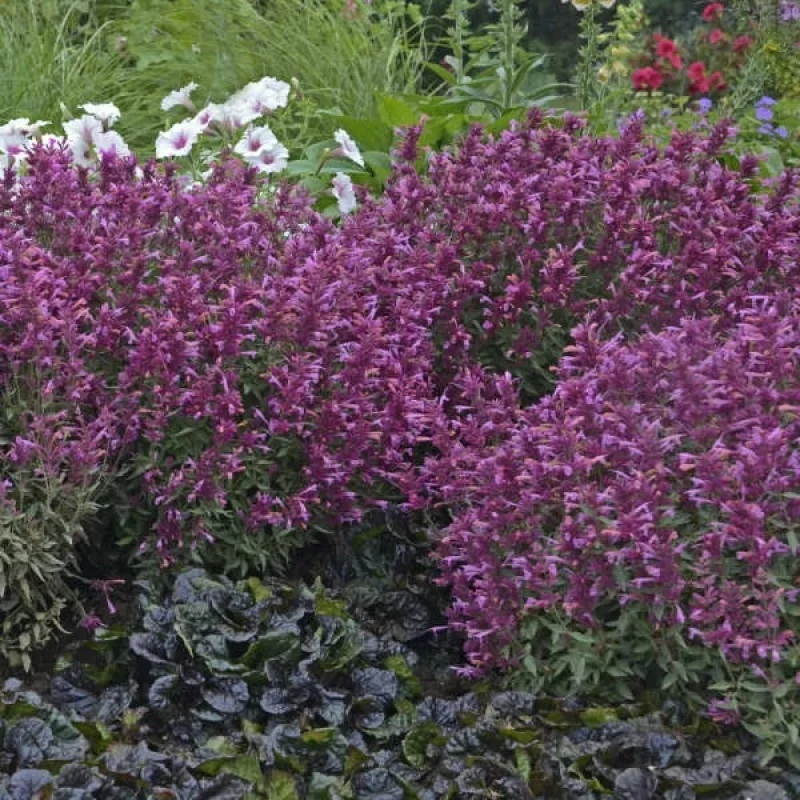 Hyssop, Hummingbird Mint