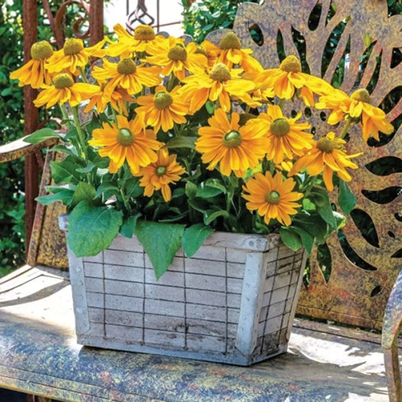 Black-Eyed Susan