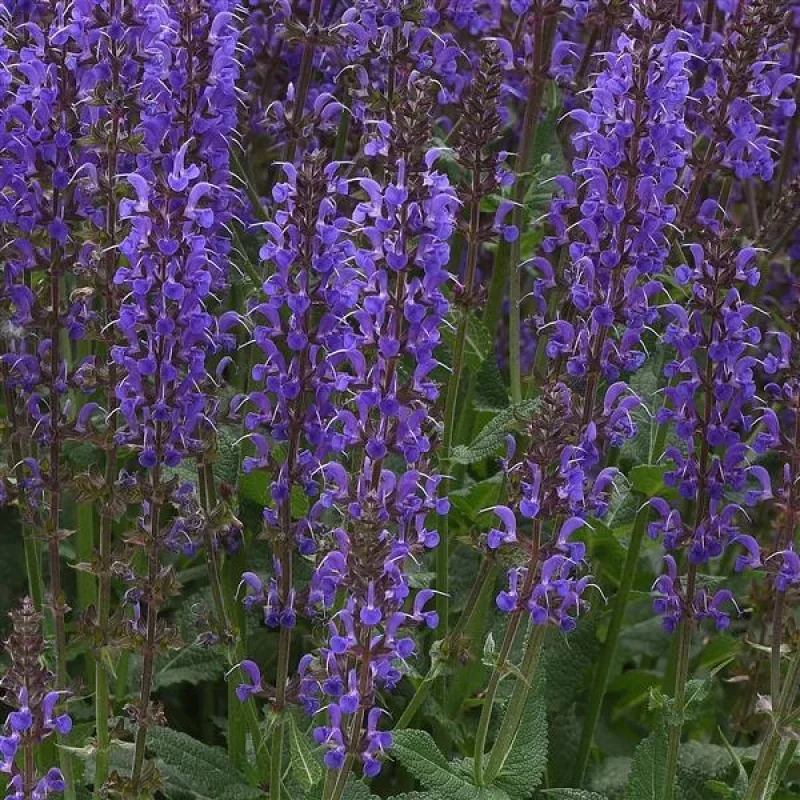 Meadow Sage
