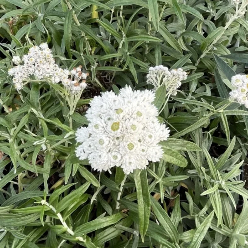 Pearly Everlasting