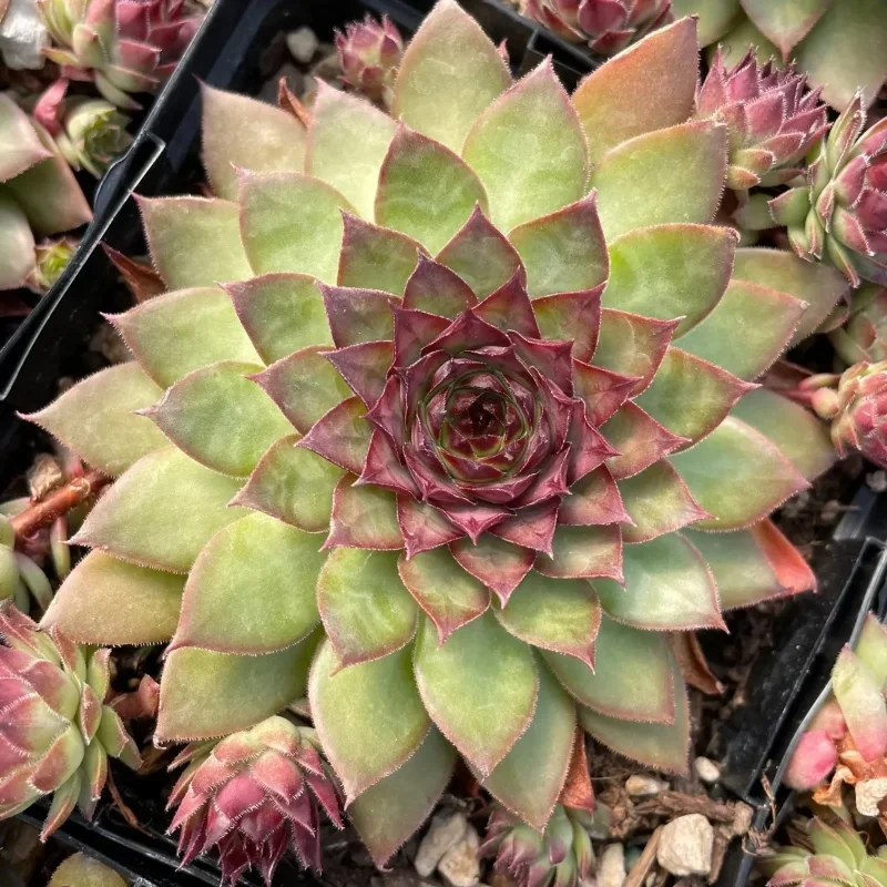 Hens and Chicks