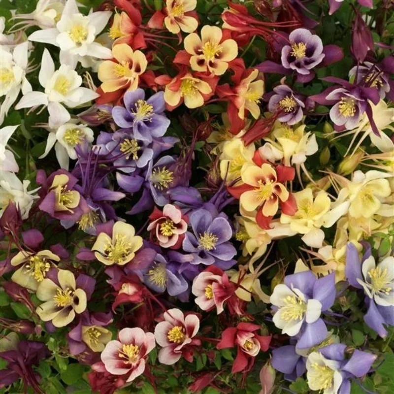 Columbine