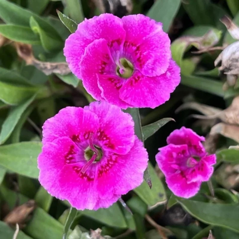 Pinks