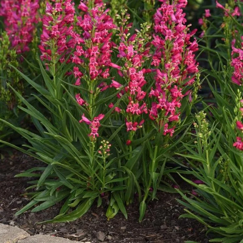 Beardtongue