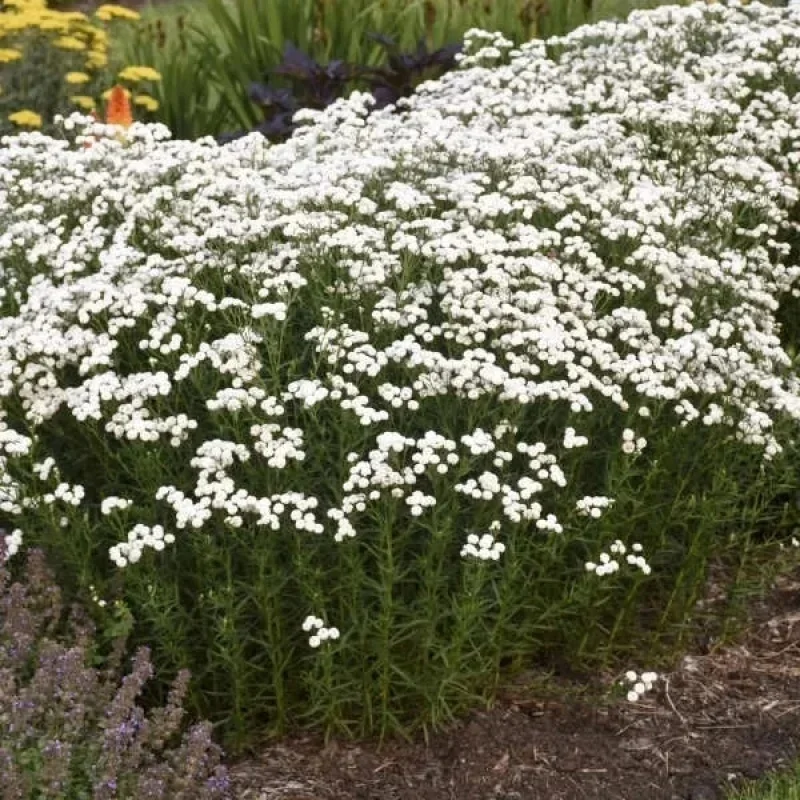 Yarrow, Sneezewort