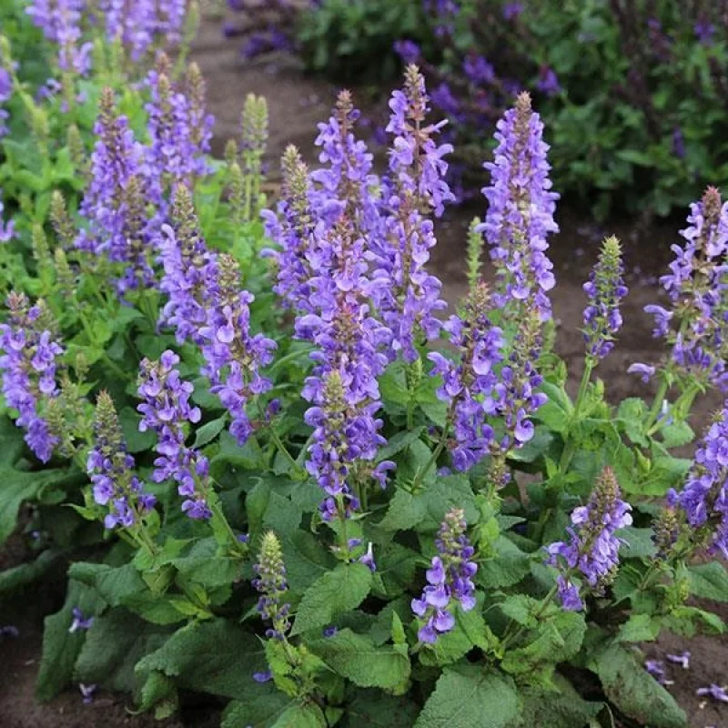 Meadow Sage