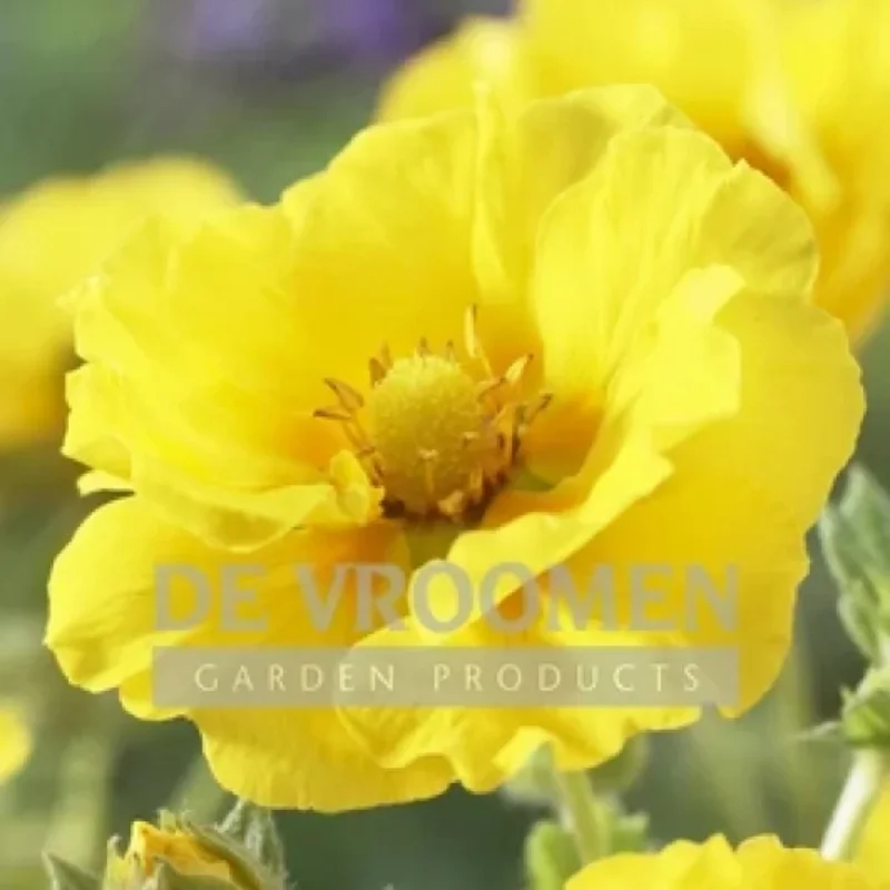 Cinquefoil