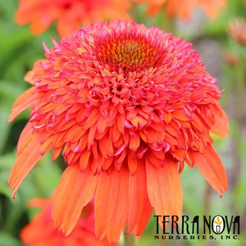 Coneflower